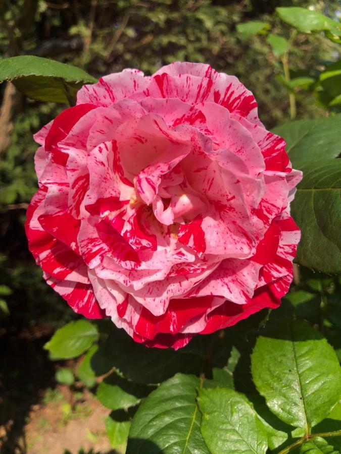 Le Chai De La Rose Spa Et Seances Bien Etre Doue-la-Fontaine Ngoại thất bức ảnh