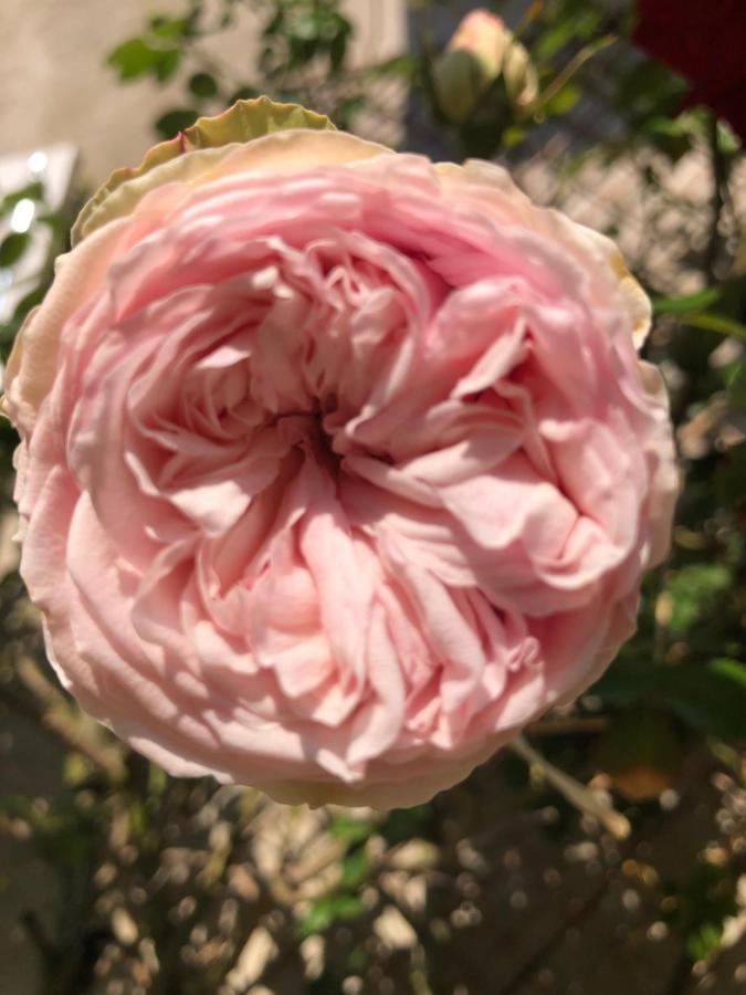 Le Chai De La Rose Spa Et Seances Bien Etre Doue-la-Fontaine Ngoại thất bức ảnh