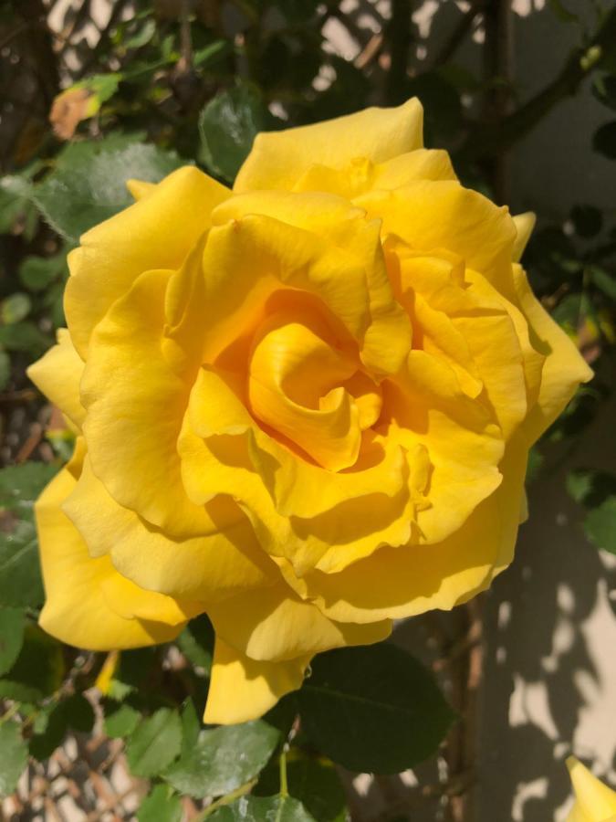 Le Chai De La Rose Spa Et Seances Bien Etre Doue-la-Fontaine Ngoại thất bức ảnh