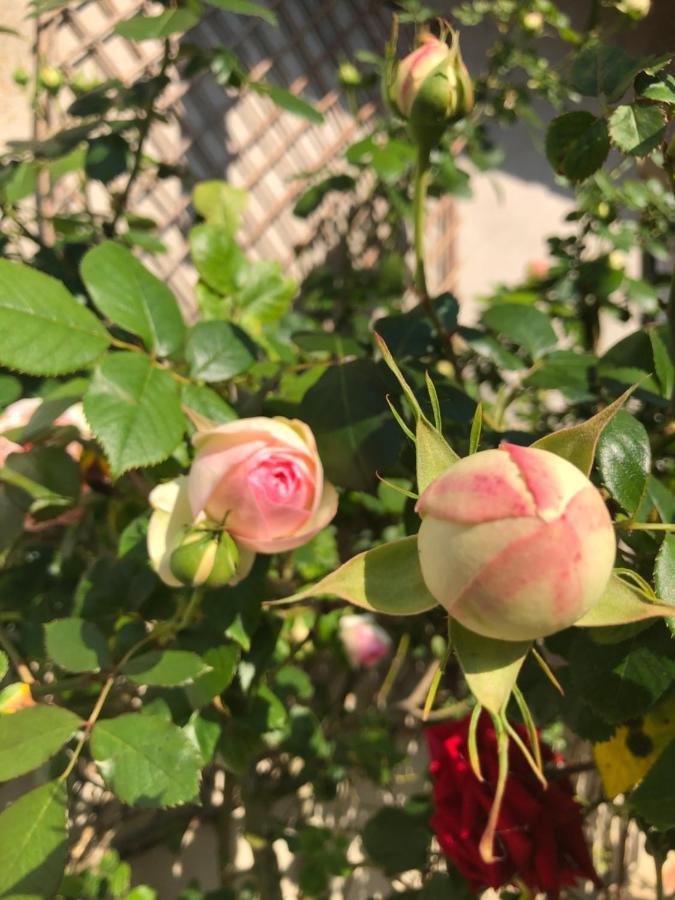 Le Chai De La Rose Spa Et Seances Bien Etre Doue-la-Fontaine Ngoại thất bức ảnh