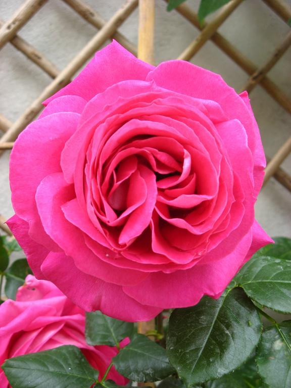 Le Chai De La Rose Spa Et Seances Bien Etre Doue-la-Fontaine Ngoại thất bức ảnh